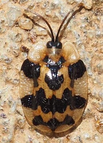 Aslamidium sp.